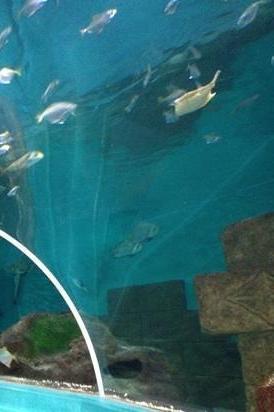 Blue Reef Aquarium Portsmouth